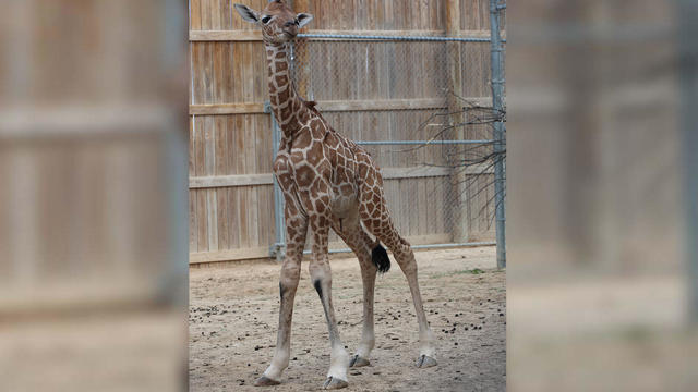 baby-giraffe.jpg 