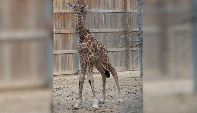 baby-giraffe.jpg 