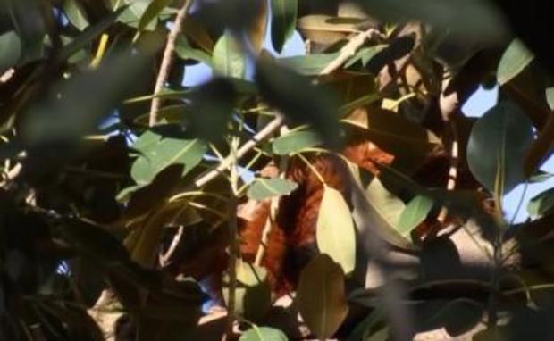 red-panda-escaped-australian-zoo-found-in-fig-tree.jpg 