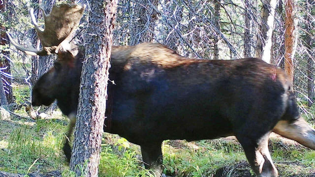 moose.jpg 