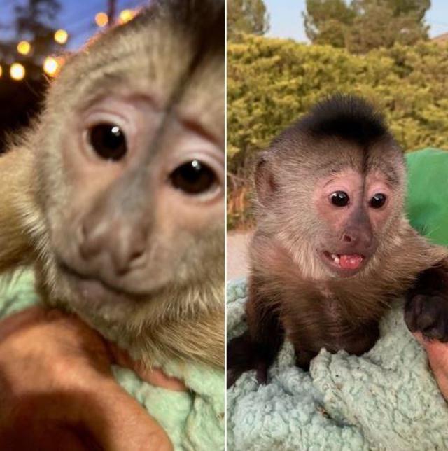 Monkey at San Luis Obispo Zoo calls 911 - CBS Sacramento