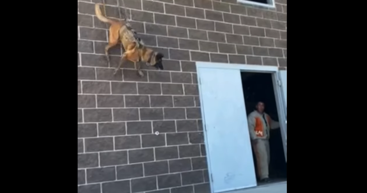 Belgian malinois hot sale climbing building