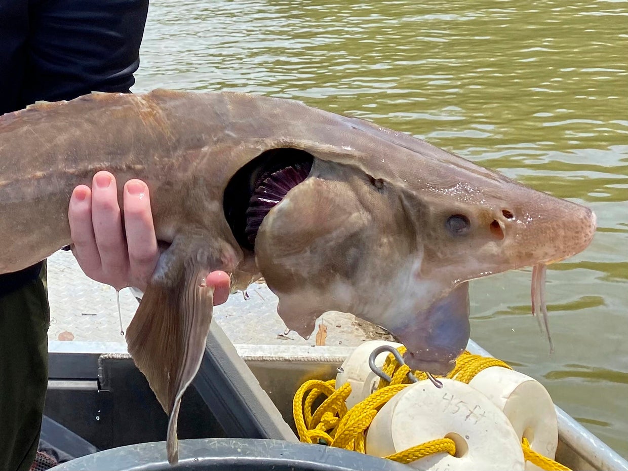 Prehistoric fish, the lake sturgeon, may be spawning in for