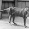 Scientists hope to revive Tasmanian tiger from extinction