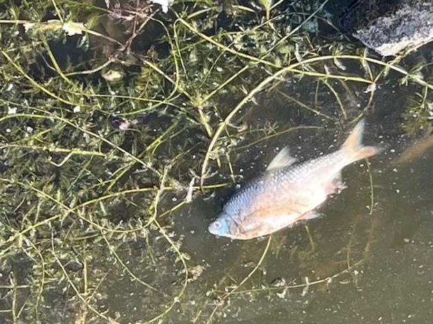 Thousands of fish have washed up dead on the Oder river 