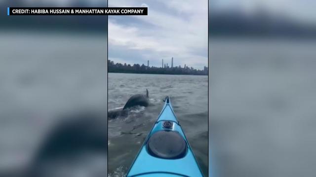 The nose of a kayak can be seen on the Hudson River. Nearby, a dolphin can be seen diving into the water. 