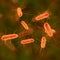 Health officials investigate fast-moving E. coli outbreak of unknown cause