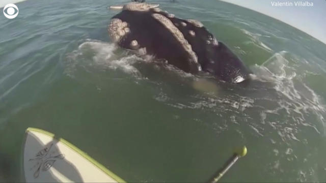 0817-cbsnews-social-whale-surprises-argentine-paddleboarders-1206567-640x360.jpg 