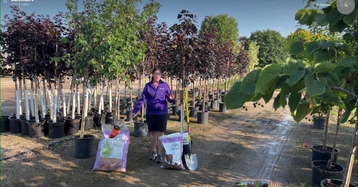 Tips for picking the perfect tree - CBS Minnesota