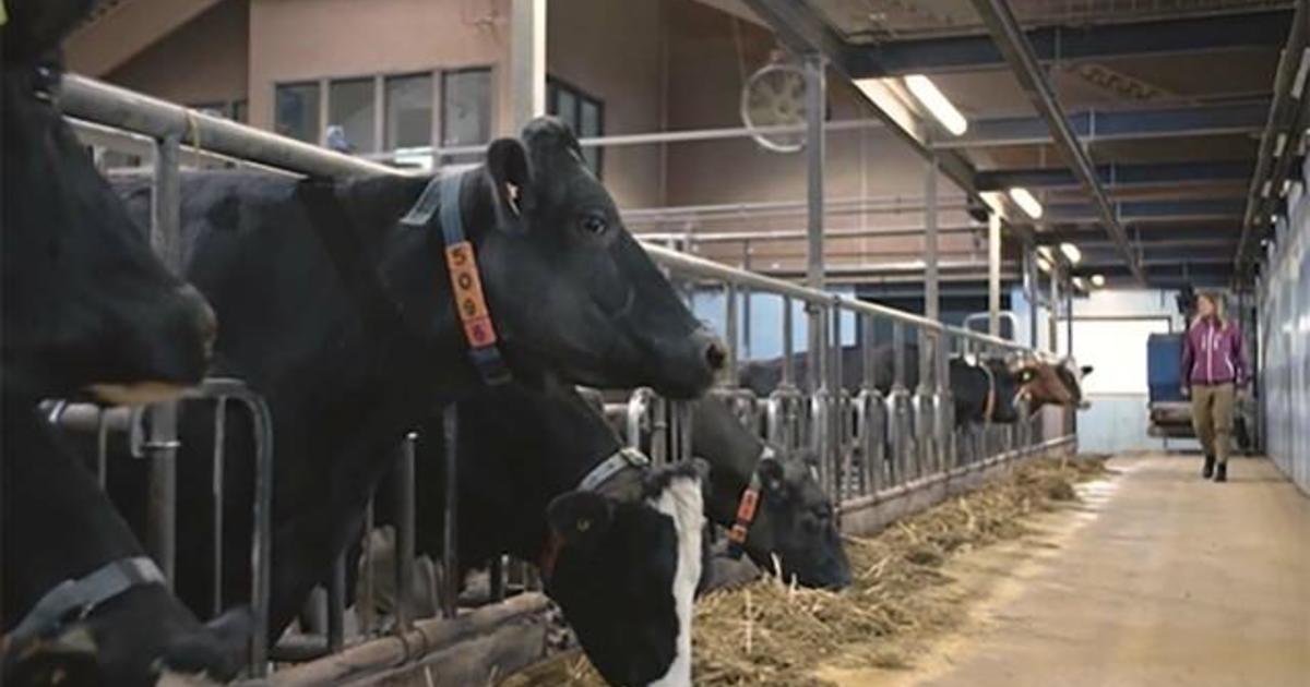 DeLaval: Streamlining dairy production solutions. - CBS News