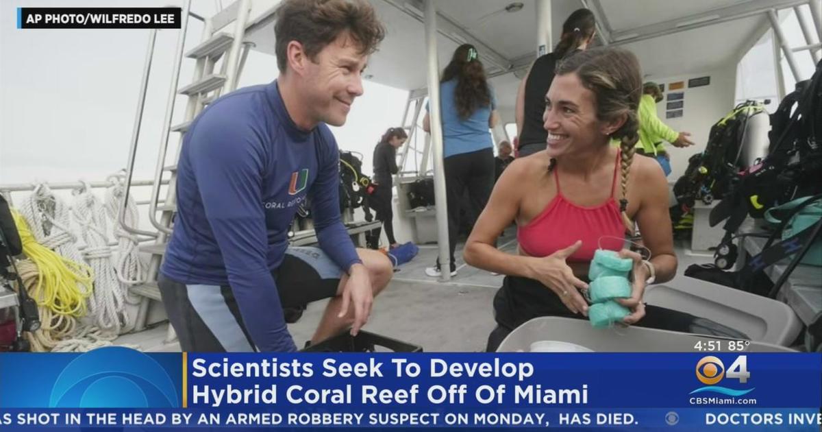 University of Miami scientists, students hoping to develop hybrid coral reefs