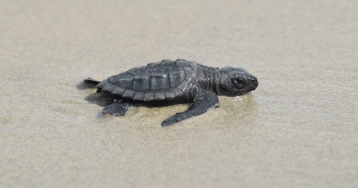 What is the most endangered sea turtle in the world? 2