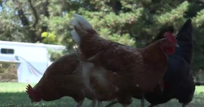 Avian bird flu in Butte County called local health emergency after 1,500 birds exposed