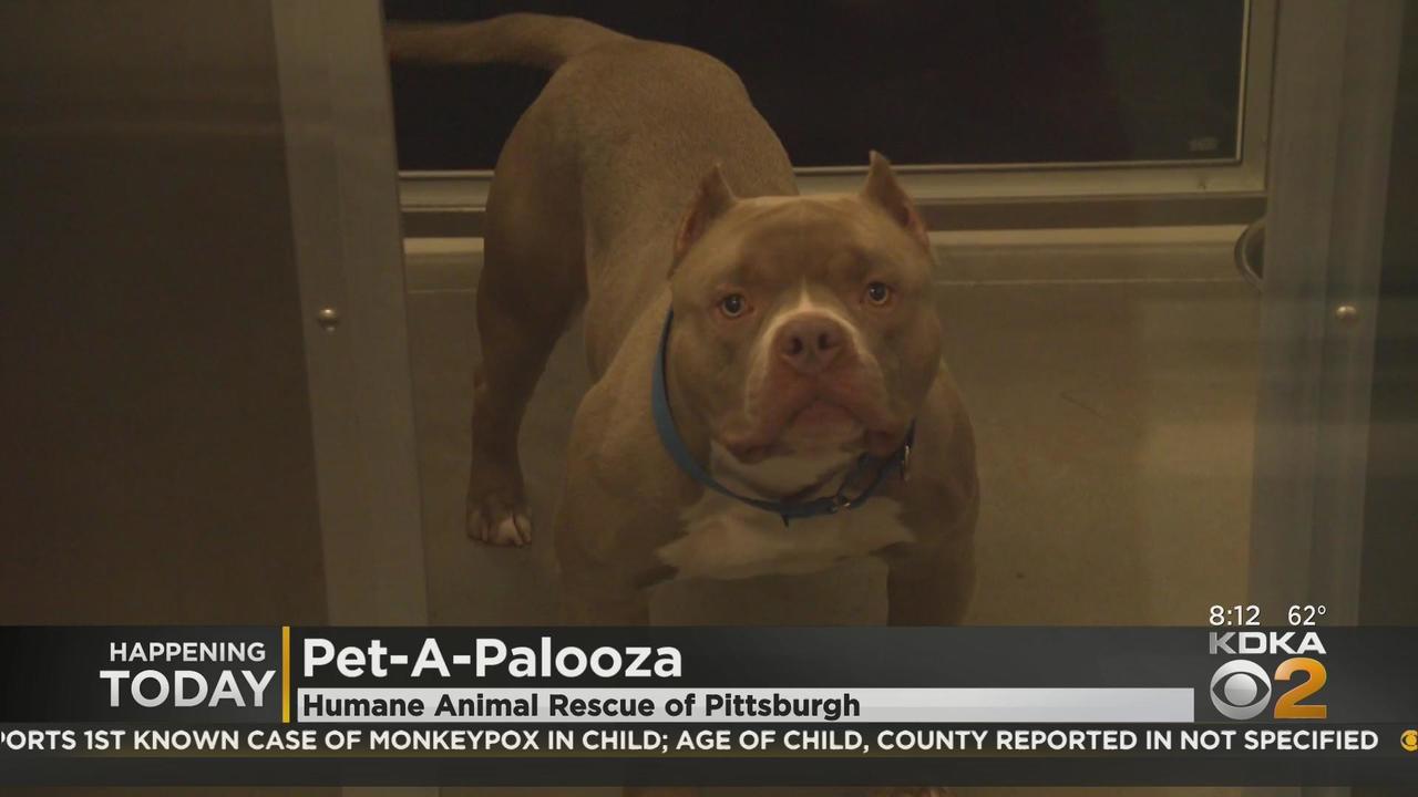 Humane Animal Rescue of Pittsburgh hosting another 'Pet-A-Palooza' - CBS  Pittsburgh