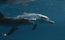 Extended Nature Video: Spotted dolphins 