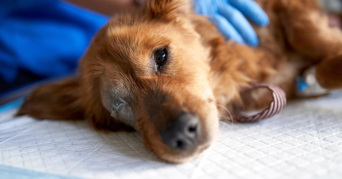 Mysteriöse Parvovirus-ähnliche Krankheit infiziert Hunde in Michigan, tötet bis zu 60 Hunde