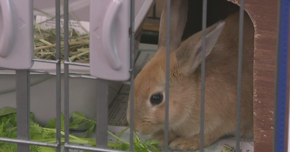 LIvermore animal shelter with too many rabbits needs help CBS San