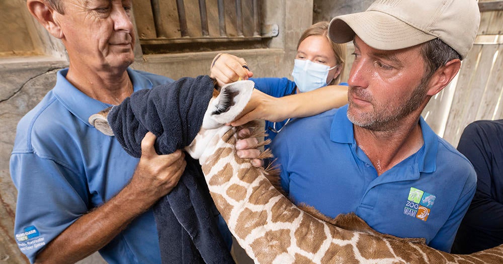 Sabra the giraffe gives birth to baby calf at Zoo Miami