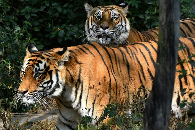 New Video: Saving the Last Tigers of Asia, News