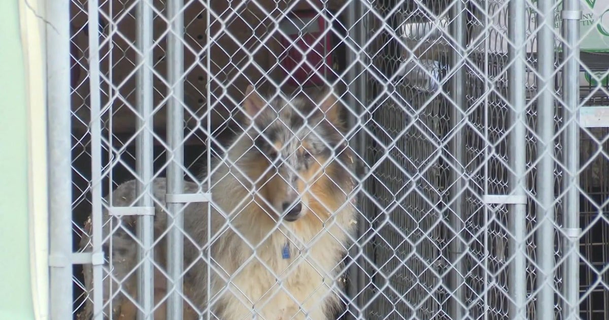 Dozens of neglected dogs heading to Minnesota animal rescue CBS Minnesota