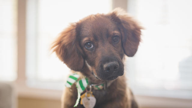 Brown Puppy 