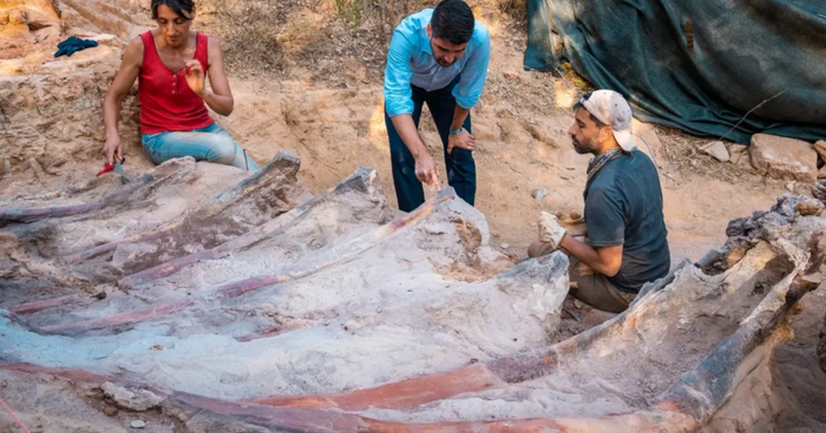 Skeleton of an 82-foot-long dinosaur found in a man’s backyard in Portugal.  It may be the largest ever found in Europe.