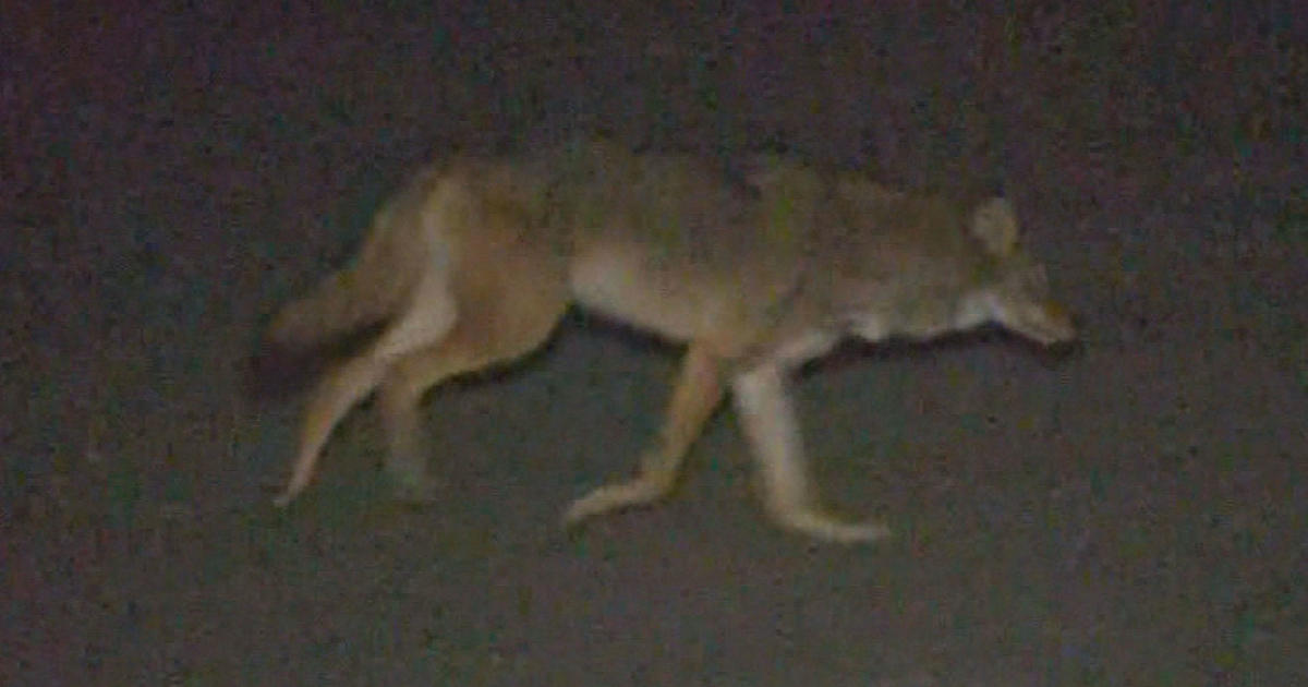 Pet owners warned after coyote attacks in Massachusetts