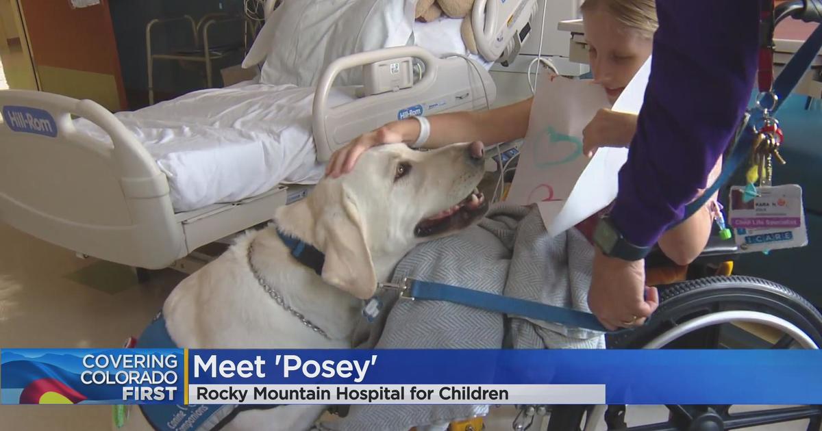 On National Dog Day Rocky Mountain Hospital for Children introuduced us to  their K-9 helper Posey! - CBS Colorado