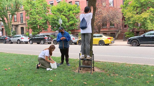 Boston Common workers 