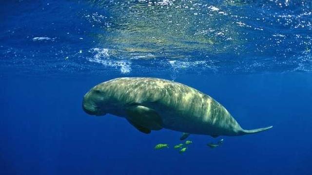 dugong-4-credit-patrick-louisy-landscape.jpg 