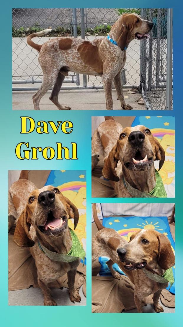 detroit-animal-care-dave-grohl.jpg 