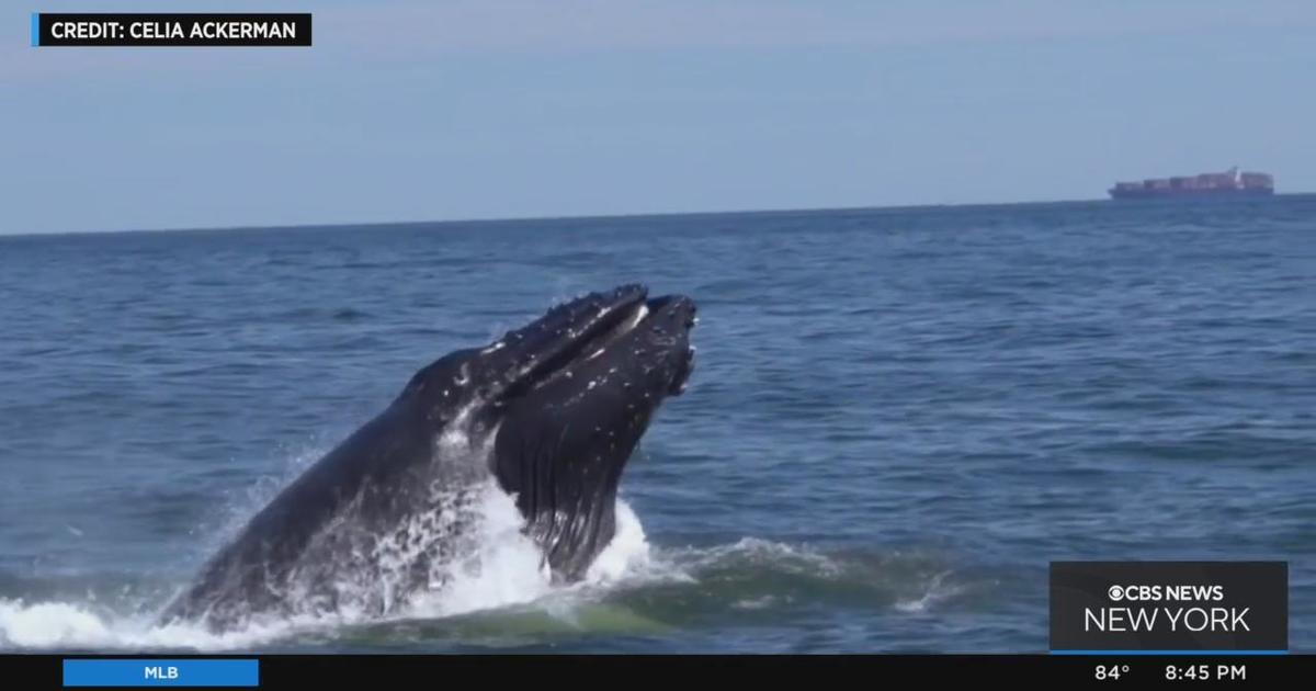 Whales in New York City area spark fascination - CBS New York