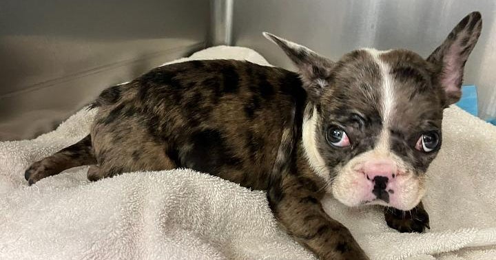 Left for dead; French bulldog pup rescued from Solano County Dumpster - CBS San  Francisco