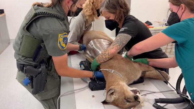 Shot mountain lion being treated at Oakland Zoo 
