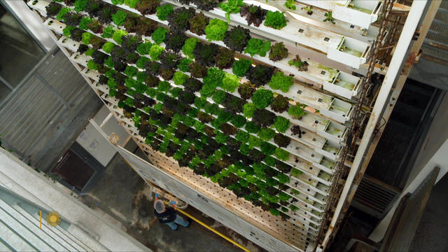 verticalfarming-1238180-640x360.jpg 