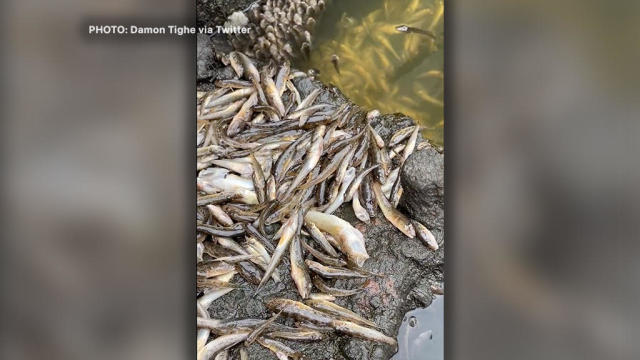 Fish Die-Off at Lake Merritt 