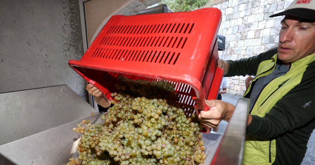 Record heat speeds up France’s wine harvest
