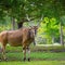 Animal park worker gored to death by antelope