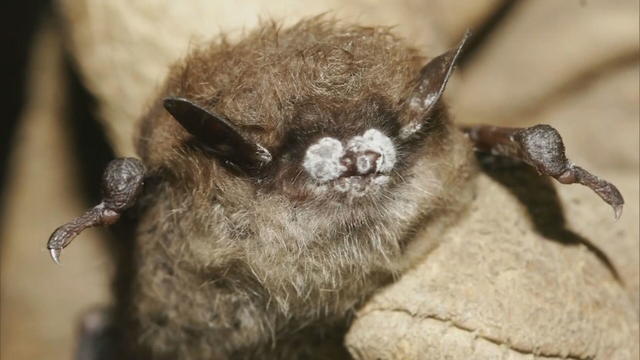 bat-white-nose-syndrome-6pkg-transfer-frame-679.jpg 