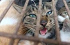 china-cat-cage-hsi.jpg 