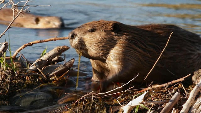 0831-cbsm-beaverfiredrought-1246353-640x360.jpg