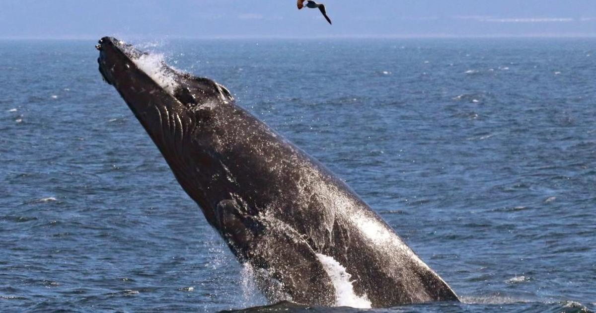 Whale killed by ship strike off Half Moon Bay was well-known humpback