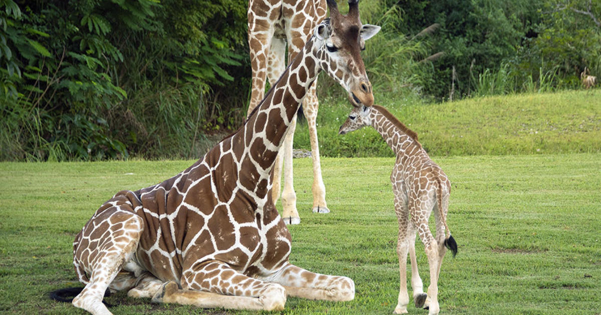 Zoo Miami giraffe herd greets new child