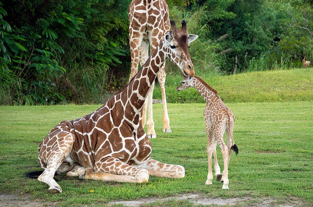 Zoo Miami baby giraffe meets herd