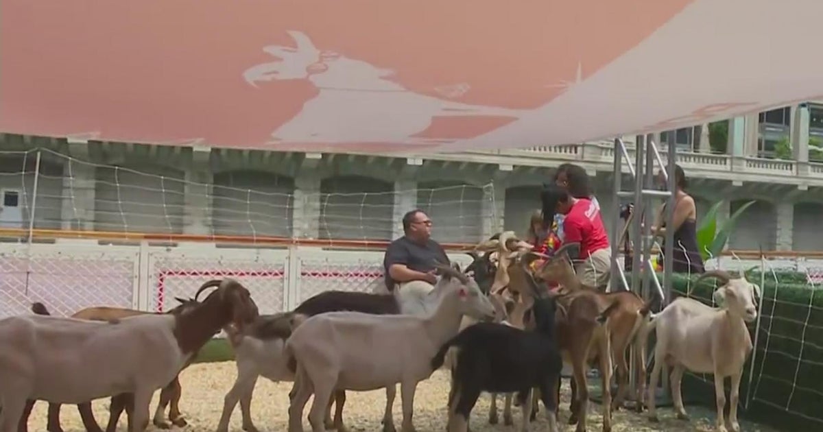 ComEd to hold goat parade along Chicago River CBS Chicago