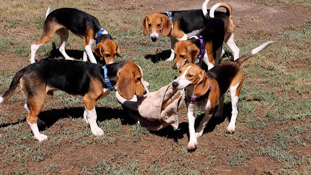 rescued-beagles.jpg 