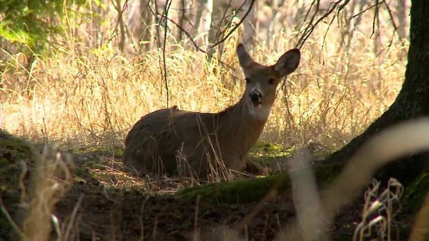 6p-pkg-deer-eating-crop-wcco1x5e.jpg 