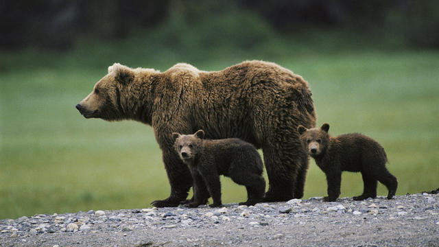 Brown bear (Ursus arctos) and two cubs side by side, spring 
