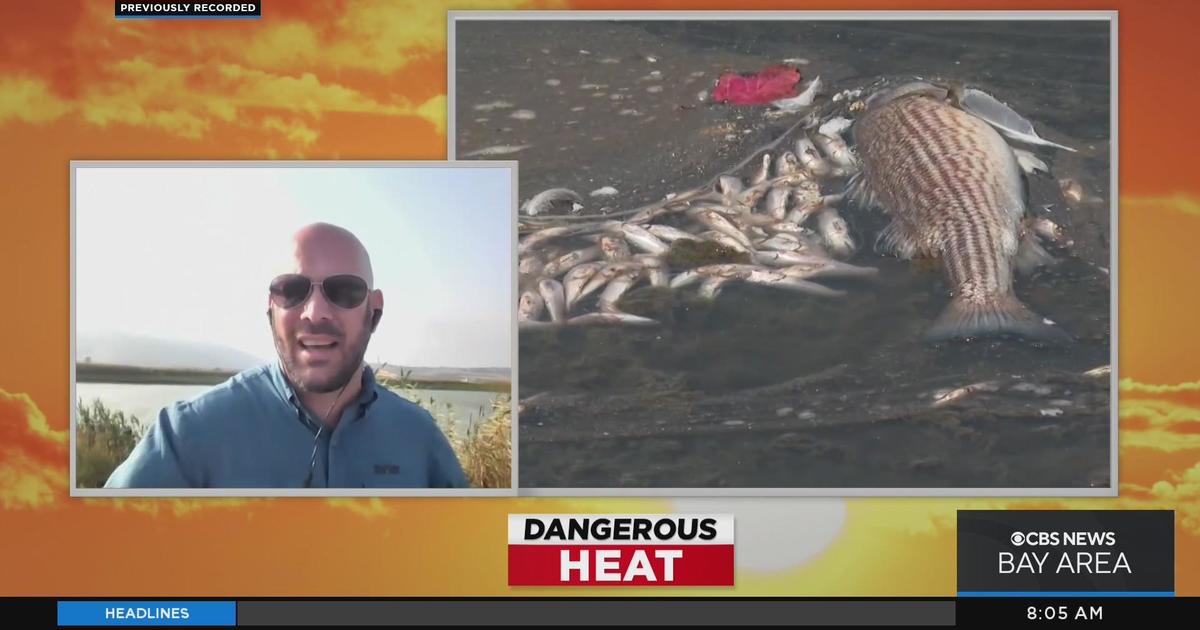 Crews Cleaning Up Dead Fish From Bay Area Shorelines - CBS San Francisco