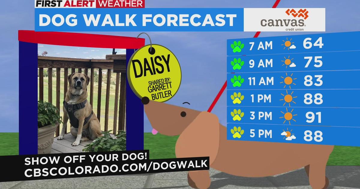 Dog Walk Forecast features Daisy - CBS Colorado